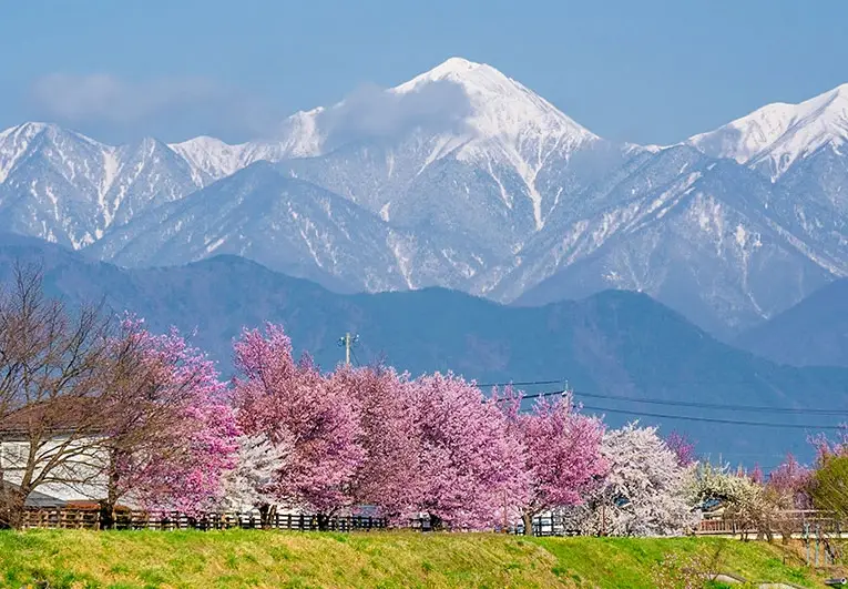 安曇野櫻花交通