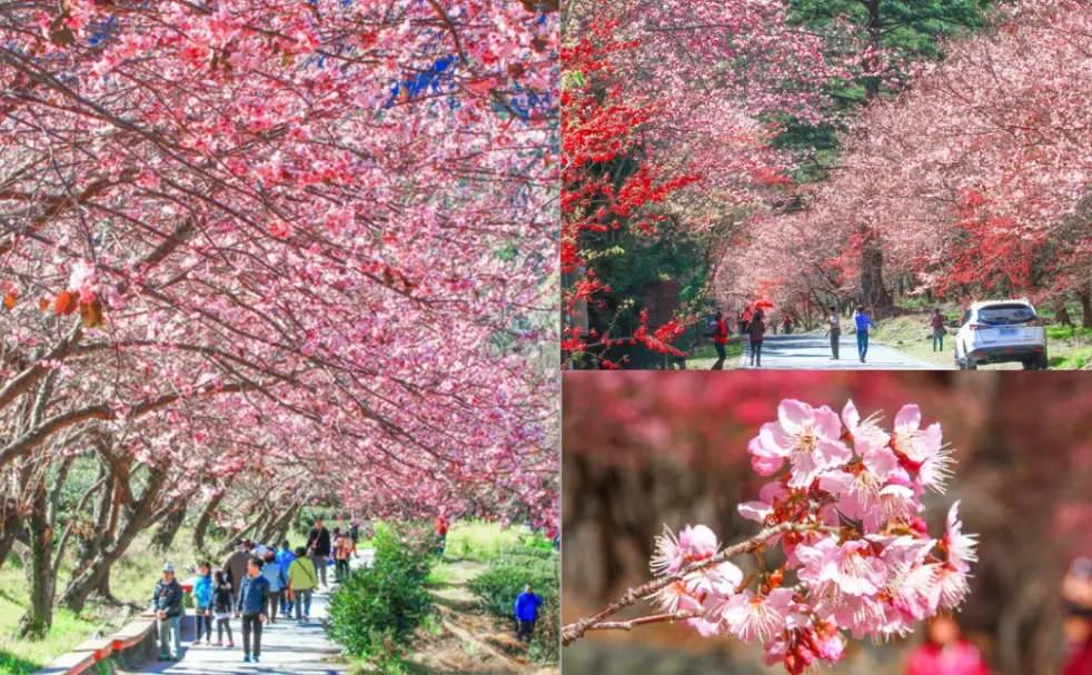 安曇野櫻花季節
