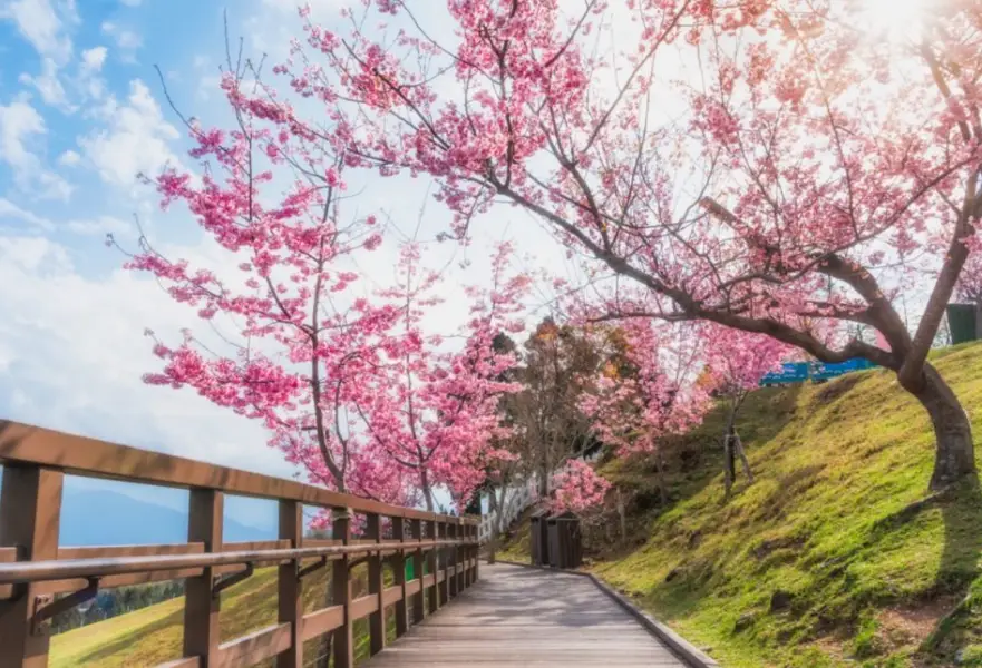 日本阿爾卑斯賞櫻