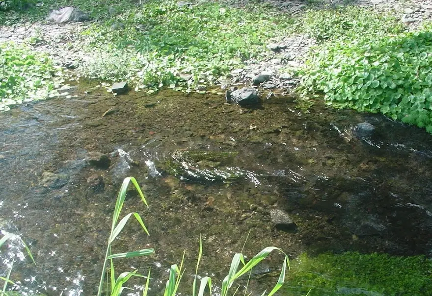 五溝水濕地生態