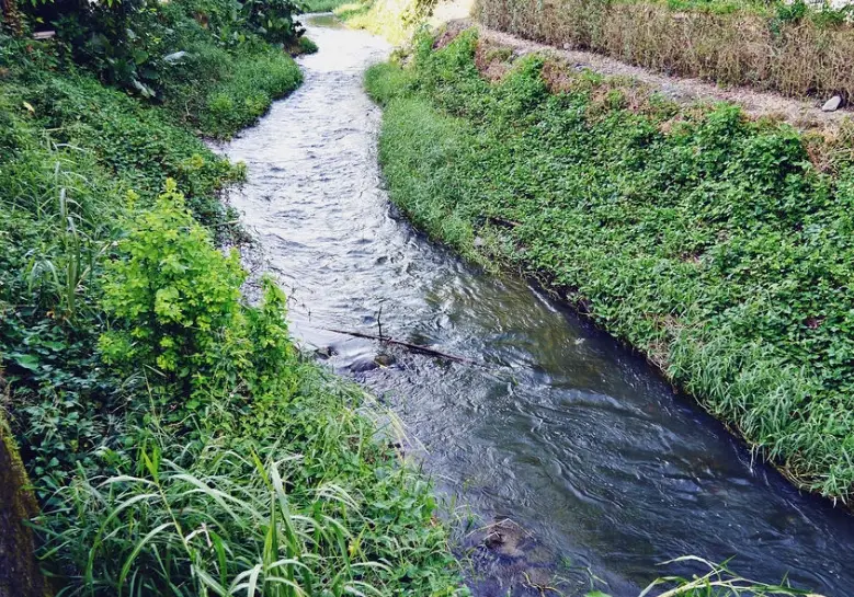 探索五溝水湧泉：屏東秘境湧泉濕地全攻略