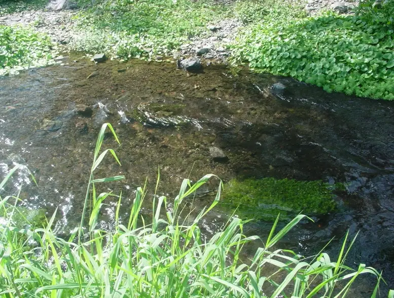 五溝水濕地生態