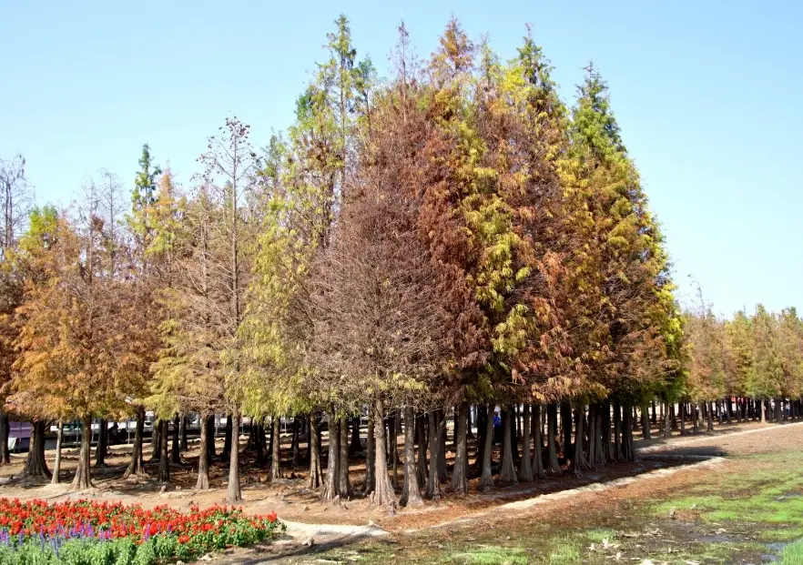 落羽松台南：最佳观赏景点与实用行程指南