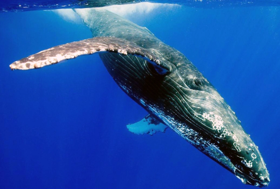 藍鯨 座頭鯨 差異