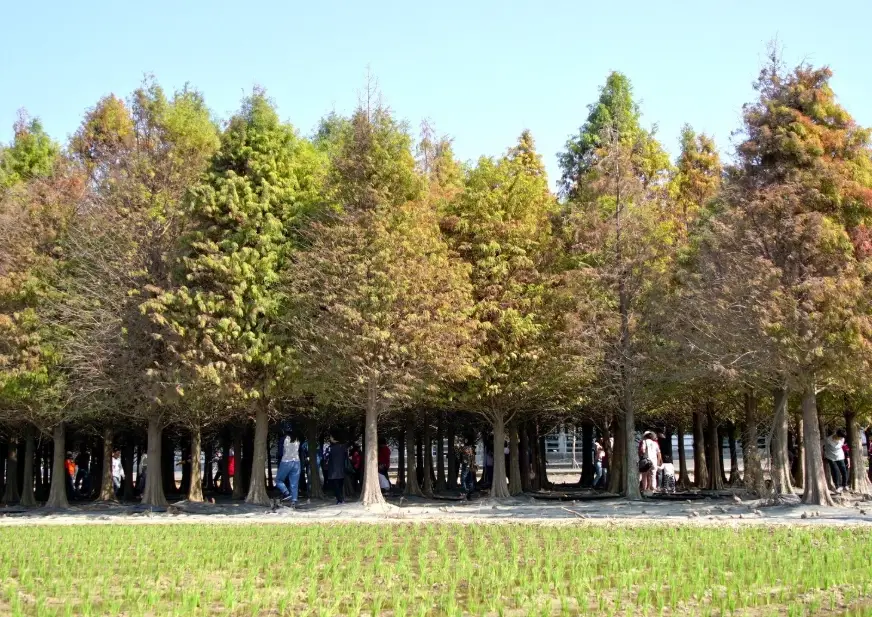 落羽松拍照技巧