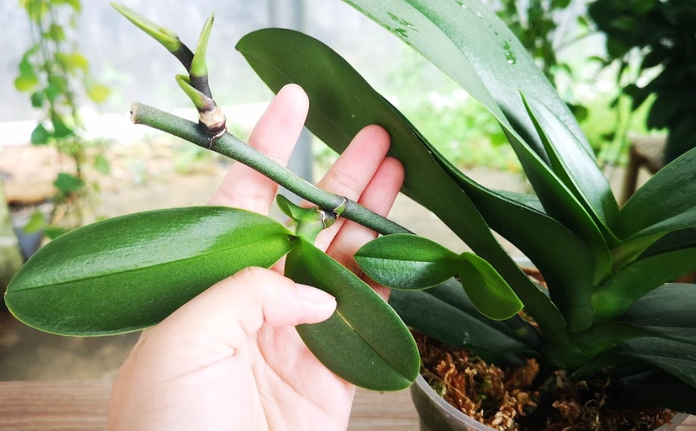 蝴蝶蘭花梗修剪