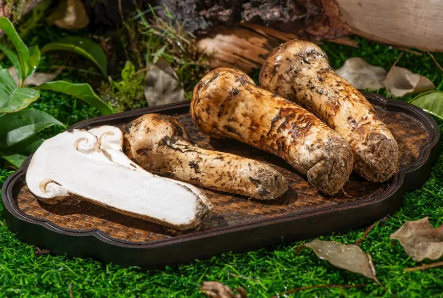 台灣松茸哪裡買？採購指南與料理秘訣