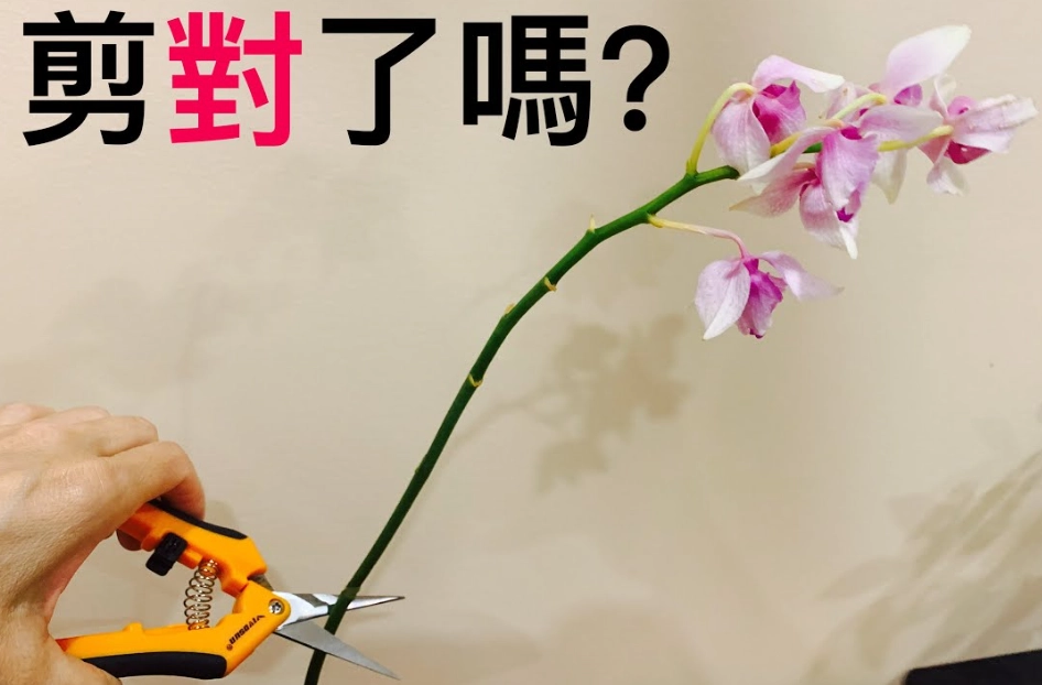 蘭花花梗修剪教學：掌握正確時機與技巧，避免爛根促進復花