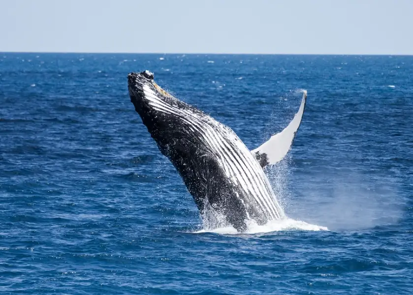 藍鯨 座頭鯨 區別