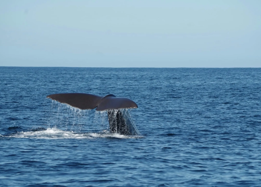 紐西蘭海豚共游