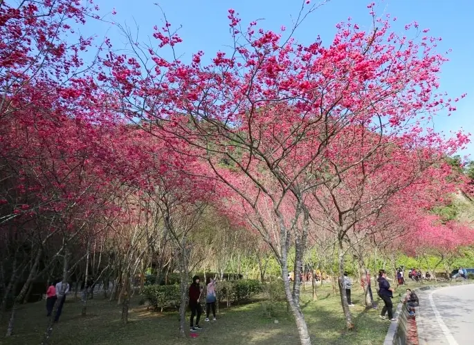 宜蘭櫻花景點推薦：私房秘境與熱門賞櫻地圖