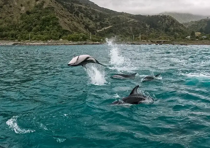 紐西蘭海豚共游