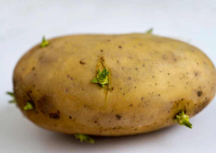 發芽馬鈴薯用途