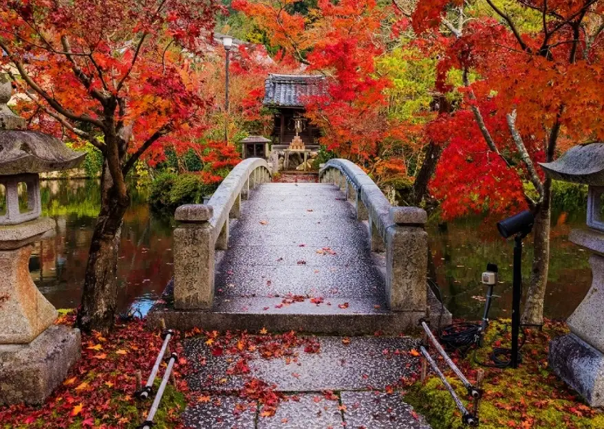 京都賞楓時間