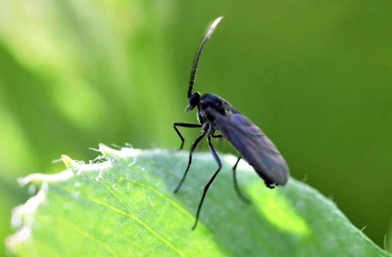 沙蠅小黑蚊防治技巧：驅趕叮咬與居家防護
