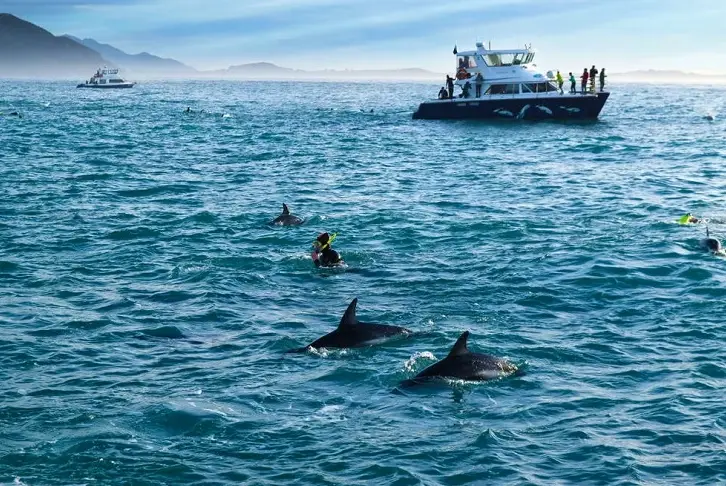 紐西蘭海豚共游