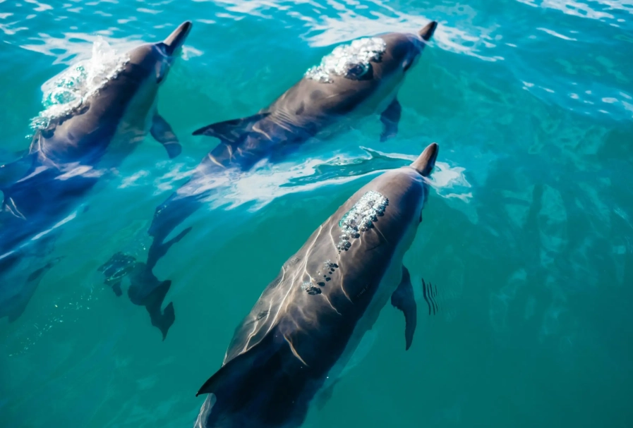 紐西蘭海豚共遊推薦