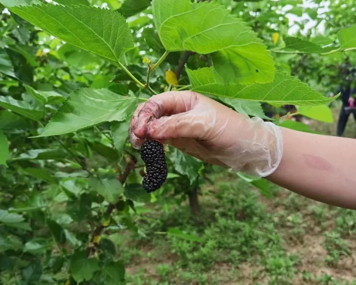 桑葚功效：抗氧化、護眼、增強免疫力的天然寶藏