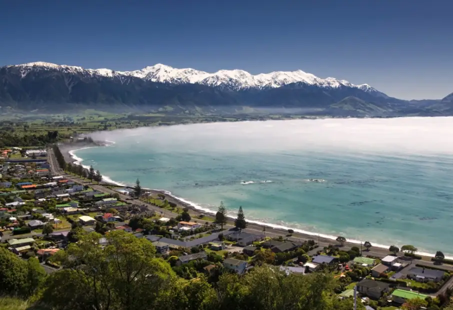 紐西蘭海豚共遊體驗：行前準備、地點選擇與必知注意事項