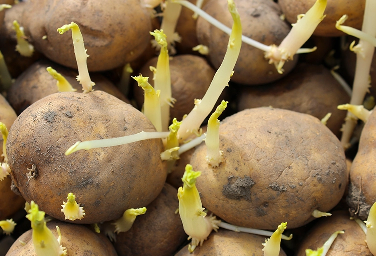 馬鈴薯發芽處理