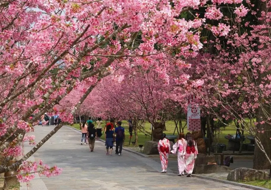 台湾樱花景点推荐：避开人潮的私房路线与花期攻略