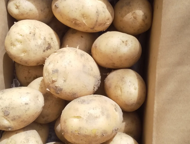 馬鈴薯熱量高嗎？破解迷思與聰明吃法