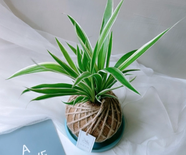 吊蘭 淨化 空氣