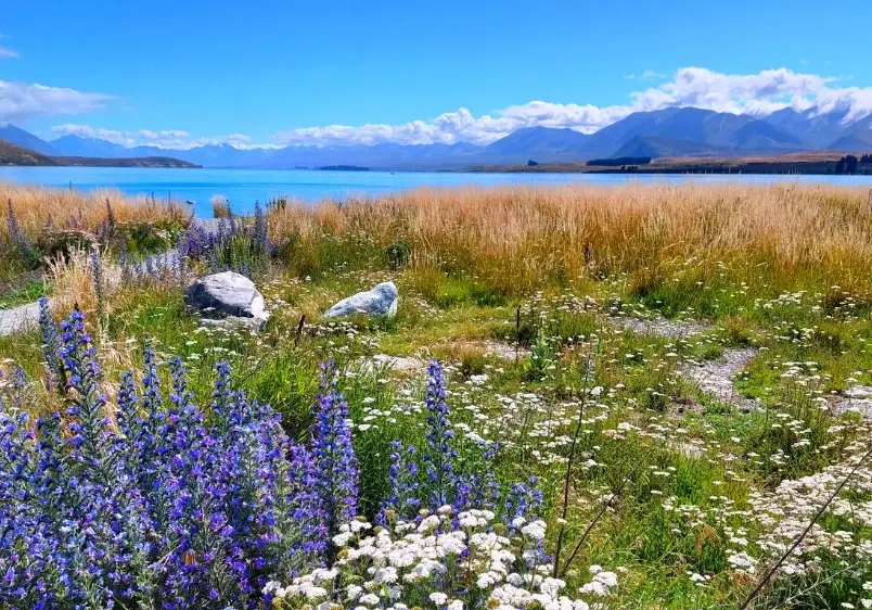 紐西蘭南北島行程