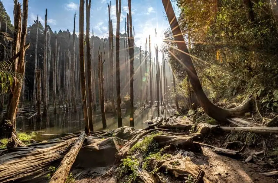 溪頭忘憂森林探秘：交通、拍攝與實用指南