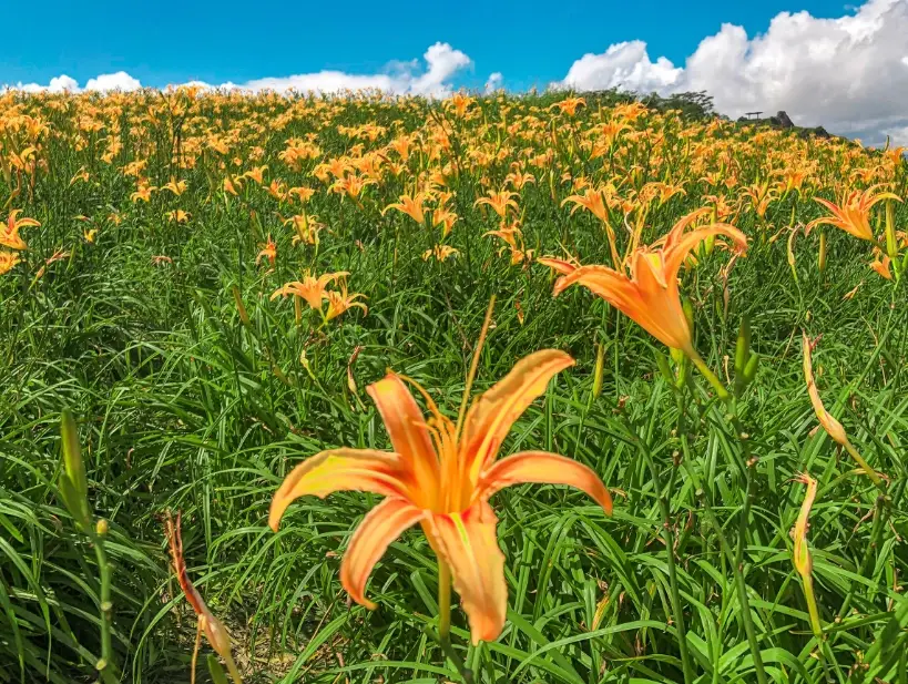 花語勇敢：這些台灣常見花卉如何給你面對困境的勇氣