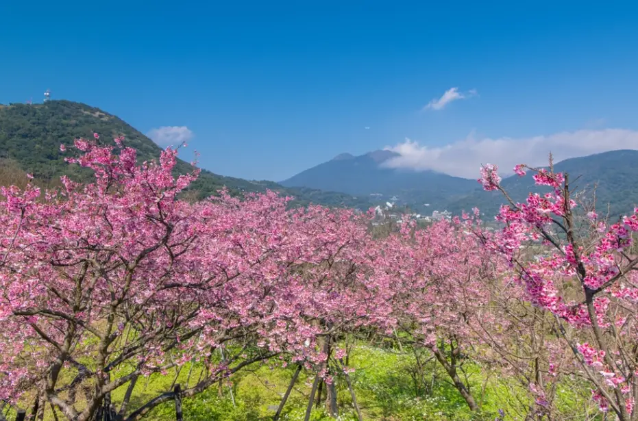 台湾樱花景点