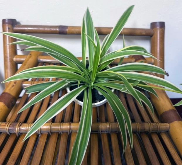 吊蘭 澆水 方法