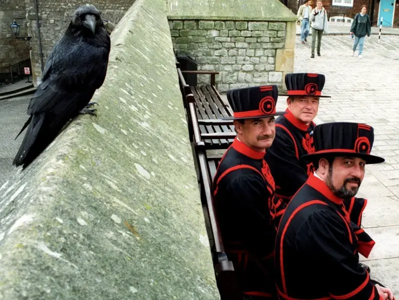 倫敦塔烏鴉飼養員