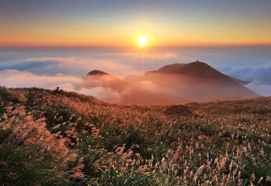 北部賞櫻景點私房推薦：避開人潮享受櫻花雨