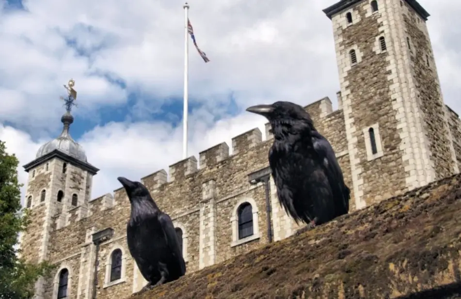 倫敦塔烏鴉傳說揭秘：飼養員親述守護傳統與參觀重點