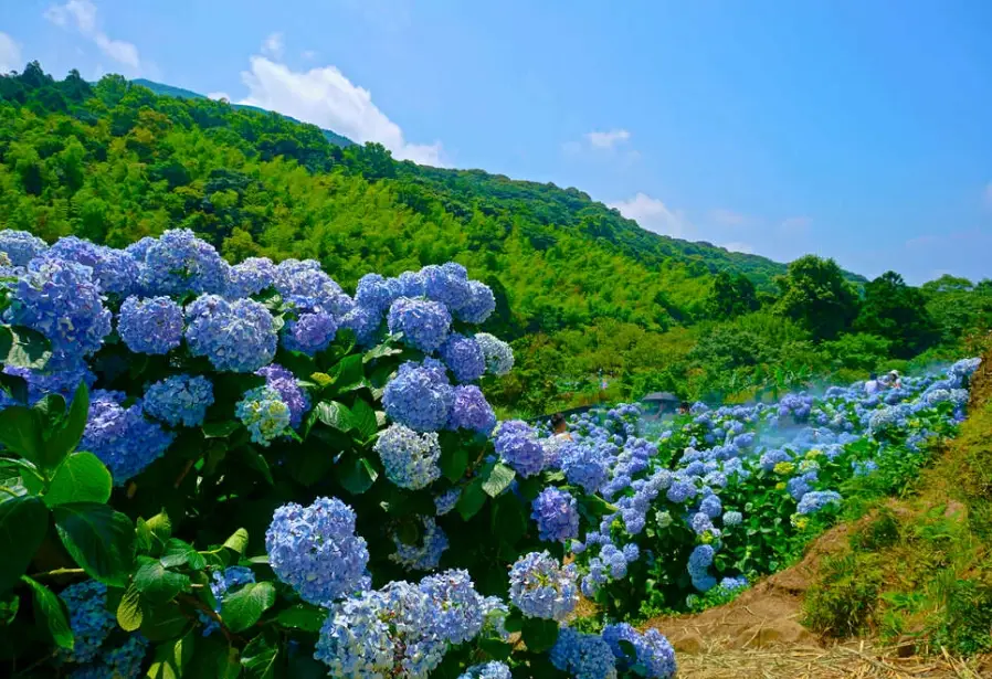 陽明山半日遊開車