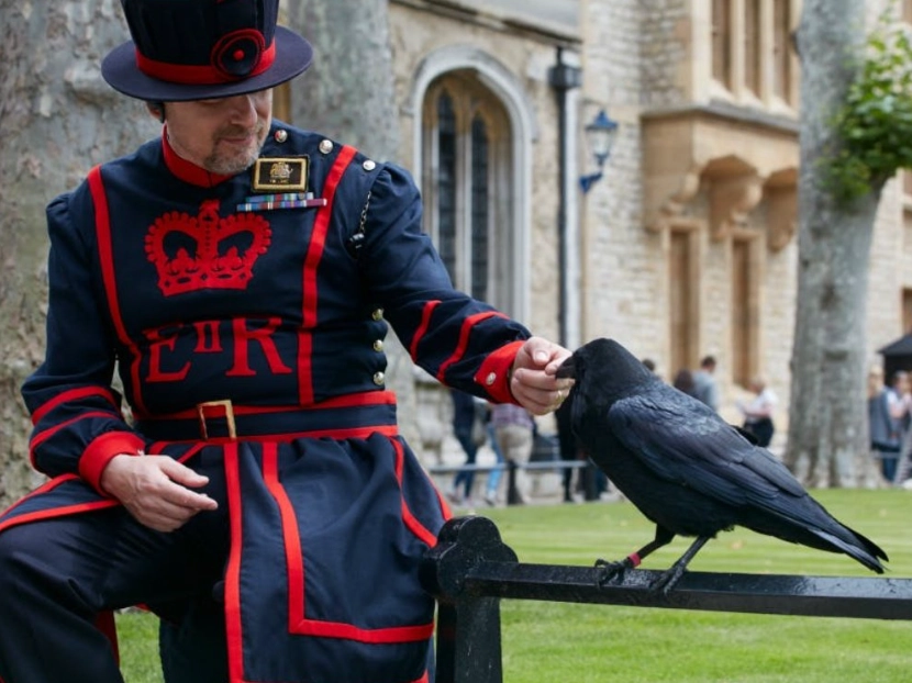 倫敦塔烏鴉傳說