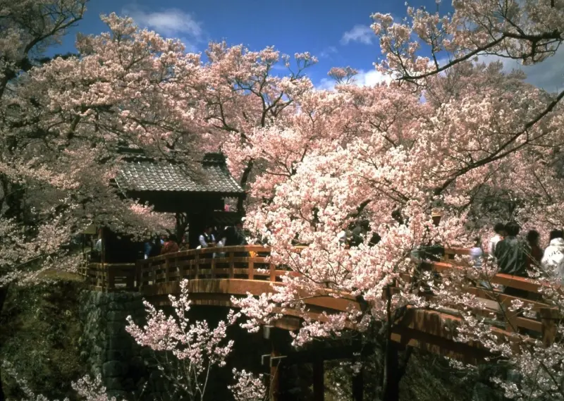 長野春天景點推薦：從櫻花隧道到雪之大谷的春日絕景