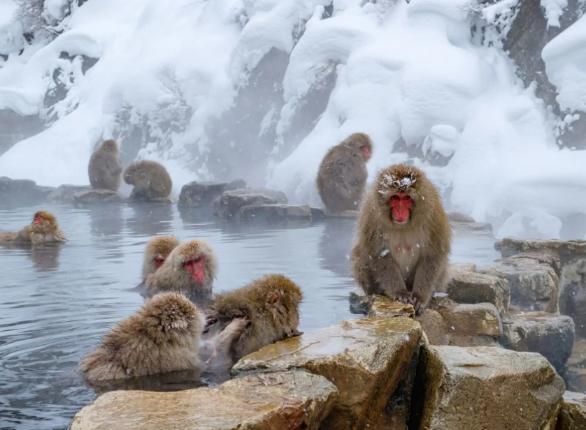 長野自由行攻略：四季玩法、交通、景點與美食規劃
