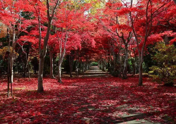 北海道賞楓自由行：規劃完美楓葉之旅的實用指南