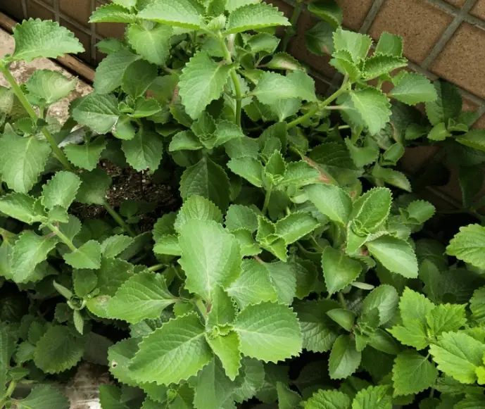 消炎消腫草藥有哪些？8種台灣常見植物與實用指南