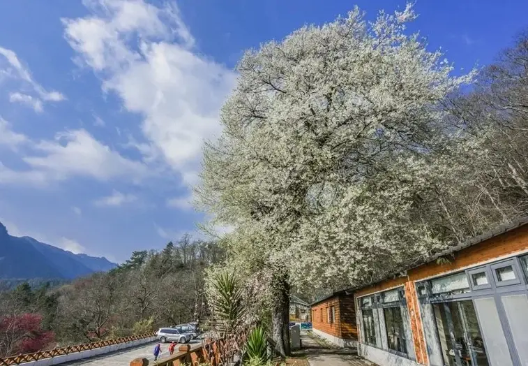 觀霧山莊怎麼去