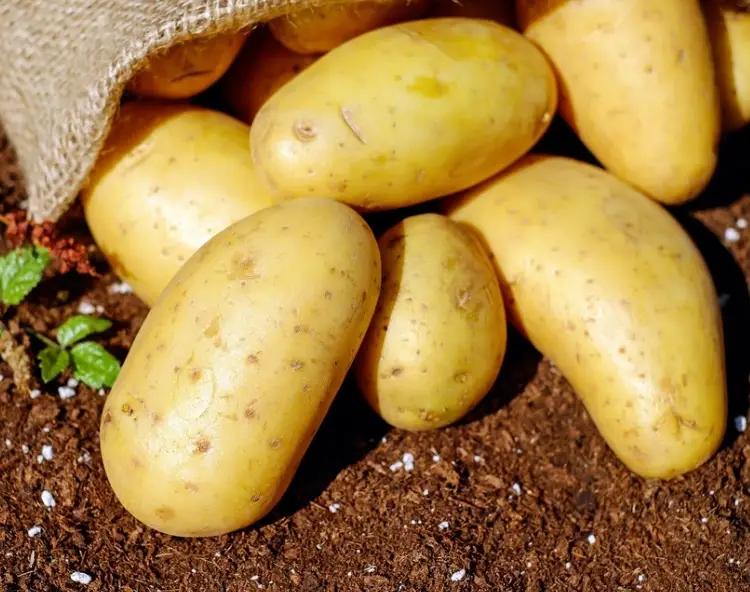 發芽馬鈴薯中毒