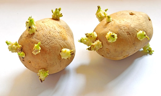 馬鈴薯發芽還能吃嗎？廚房裡的隱形危機與正確處理法