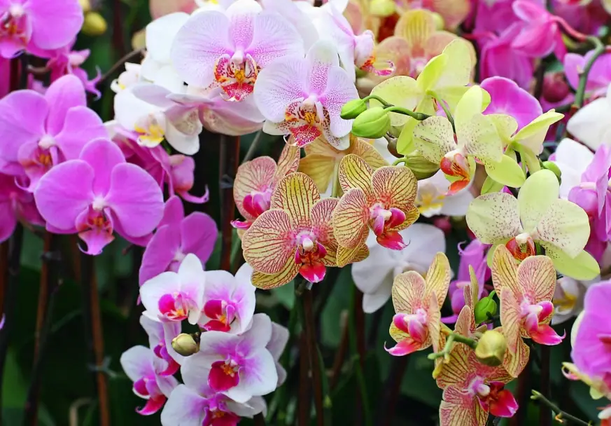 蝴蝶蘭花謝後處理