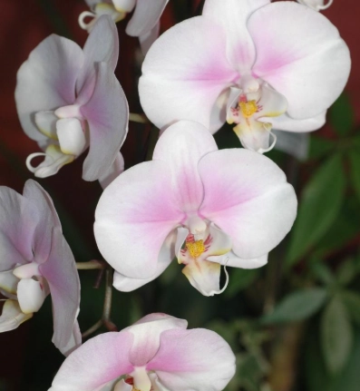 蝴蝶蘭花謝後處理別丟！正確修剪與養護讓它年年開花