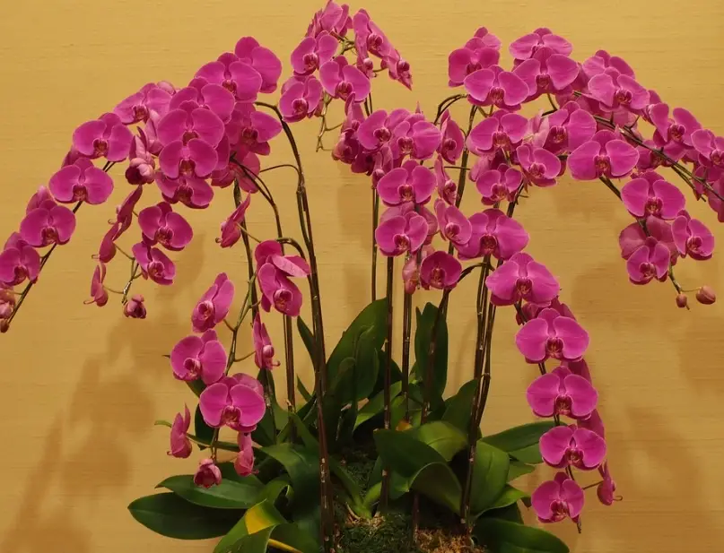 蝴蝶蘭花謝後修剪