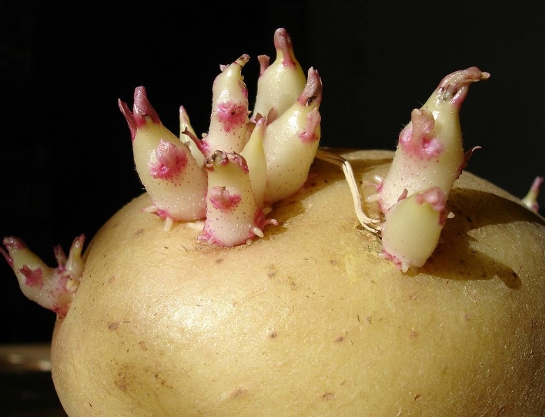 龍葵鹼中毒症狀