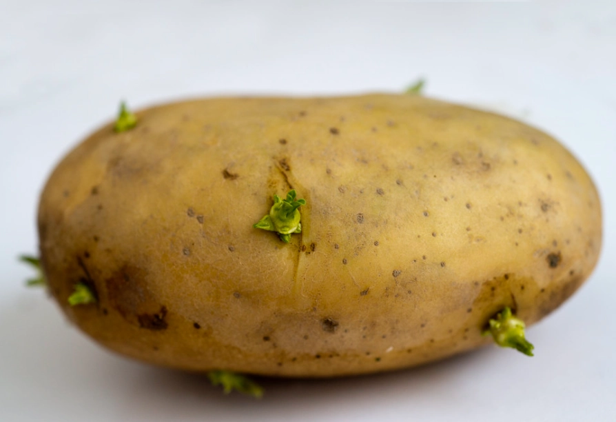 龍葵鹼中毒症狀