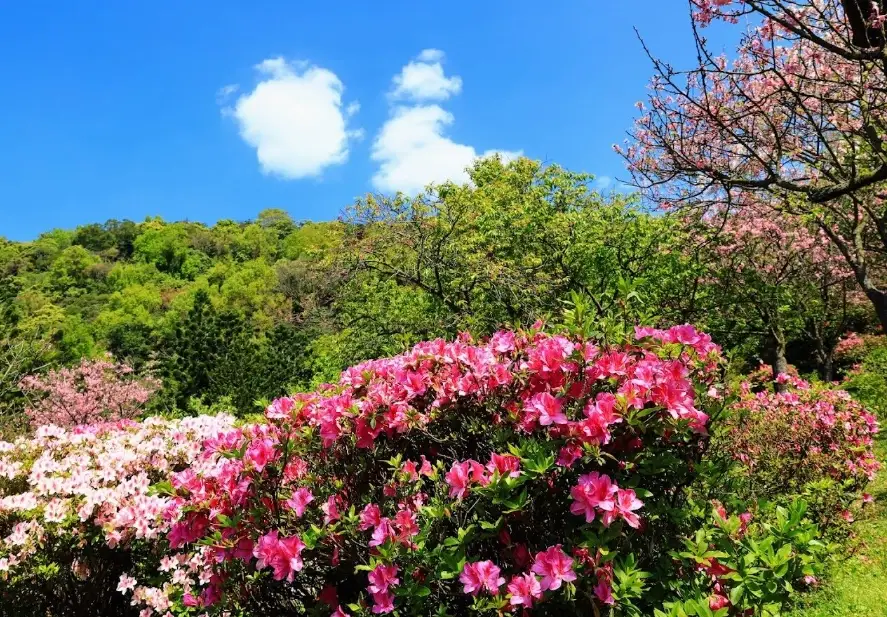 陽明山一日遊推薦：經典行程、必訪景點與美食全攻略
